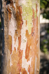 trunk of a tree in Rio de Janeiro.