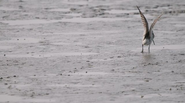 Bar-tailed Godwits Foraging on Mudflats along the West Coast of South Korea