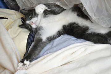 A small gray cat lies on a white blanket and washes himself. The paws are spread in different directions.