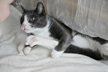 A small gray cat lies on a white blanket and washes himself. The paws are spread in different directions.