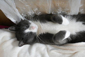 A small gray cat lies on the bed near the radiator and warms himself. The cat sleeps on the bed.