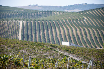 Landscape with famous sherry wines grape vineyards in Andalusia, Spain, sweet pedro ximenez or...
