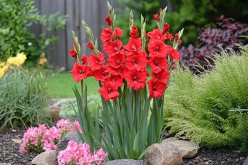 Blooming red gladiolus