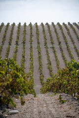 Landscape with famous sherry wines grape vineyards in Andalusia, Spain, sweet pedro ximenez or...