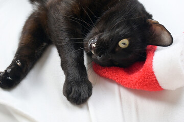 A huge black cat lies on a white sheet. Christmas. Celebrate Christmas. A cat in a Santa hat.