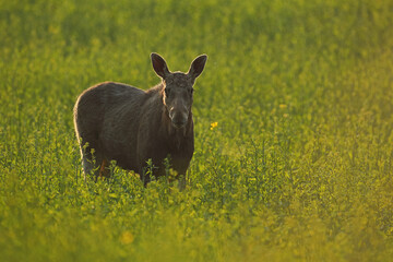  Łoś (Alces alces) moose © Bartosz Rakoczy