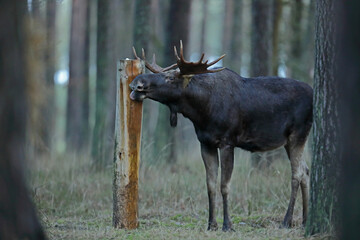  Łoś (Alces alces) moose © Bartosz Rakoczy