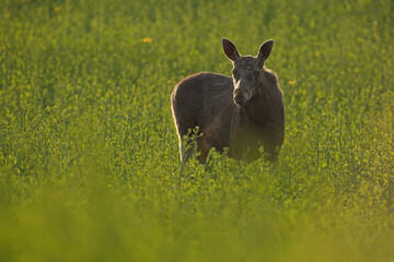  Łoś (Alces alces) moose © Bartosz Rakoczy