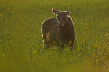 Łoś (Alces alces) moose © Bartosz Rakoczy
