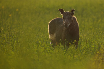  Łoś (Alces alces) moose