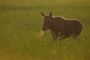  Łoś (Alces alces) moose © Bartosz Rakoczy