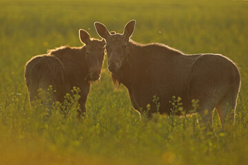  Łoś (Alces alces) moose