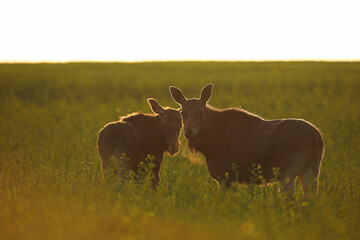  Łoś (Alces alces) moose