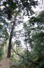 Towering Redwood Trees Along a Forest Path