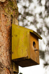 A handcrafted birdhouse hangs gracefully on a sturdy tree branch, offering a cozy shelter for birds amidst the tranquility of nature and vibrant surroundings.

