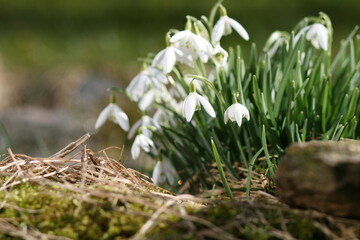 white spring flowers in the forest 