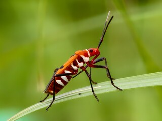 Dysdercus cingulatus on a plant stem with blurred background