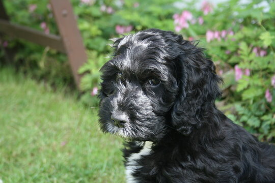 black and white puppy looking in to the camera with green garden in the background 