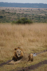 lion laying down in savannah 