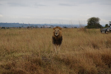 Lion with big man looking at the camera