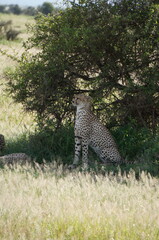 cheetah on the grass resting