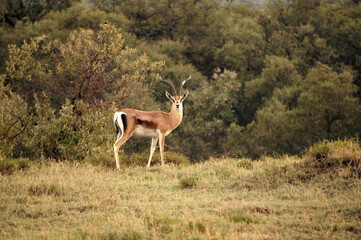 antelope in the savannah