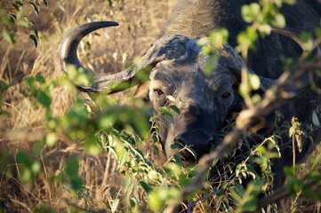 buffalo in the savannah wild