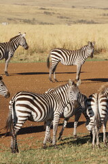 zebras in the wild