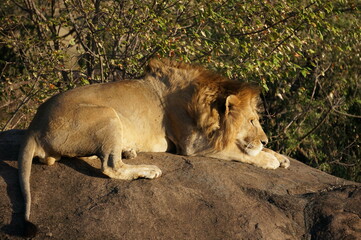 lion resting on cliff in the savannah