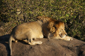 lion resting in the savannah on safari