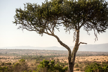 Obraz premium tree in the savannah