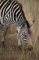 zebra eating grass on svannah