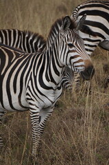 zebra in the wild