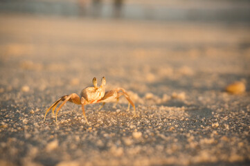 crab on the beach