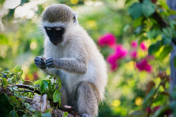 long macaque sitting on a tree