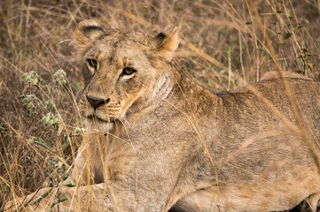 lioness in the grass