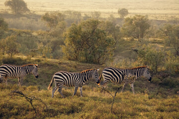 Obraz premium zebras in the savannah