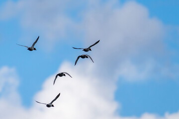 common pochard in flight