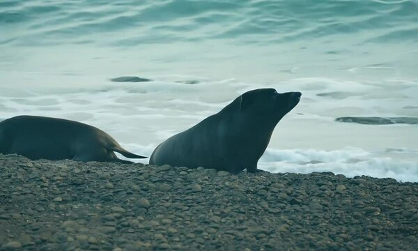 Singa laut di pinggir pantai 