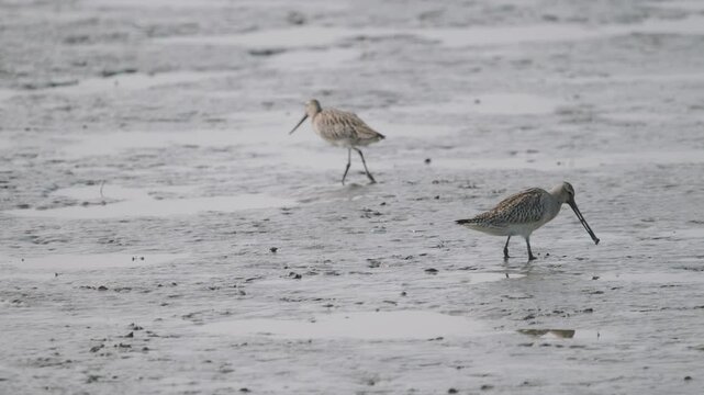 Bar-tailed Godwits Foraging on Mudflats along the West Coast of South Korea