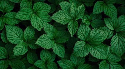 Lush green blackberry leaves create a vibrant and textured background, perfect for natureinspired designs.