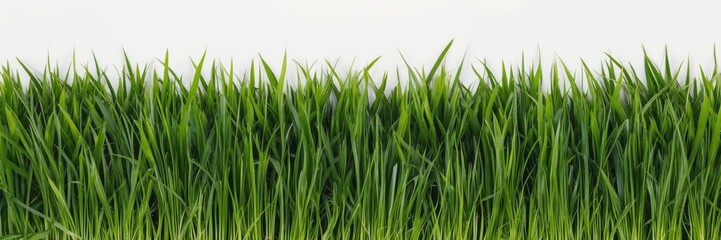 Obraz premium Green grass field against minimalist white background