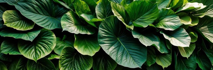 Obraz premium Lush green leaves with rich texture and depth in natural light