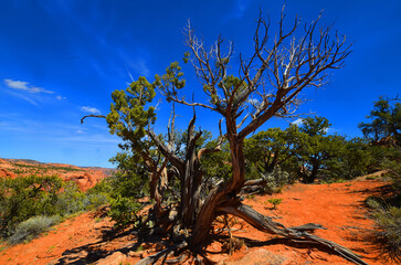 Monument Valley is a region of the Colorado Plateau characterized by a cluster of vast sandstone buttes above the valley floor. It is located on the Arizona-Utah state line, USA
