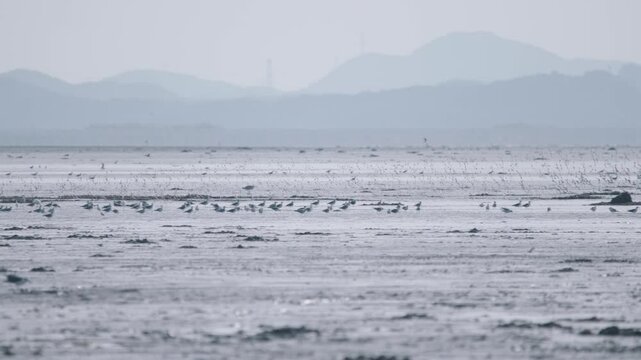 Flock of Bar-tailed Godwits Flying over Mudflats along the West Coast of South Korea