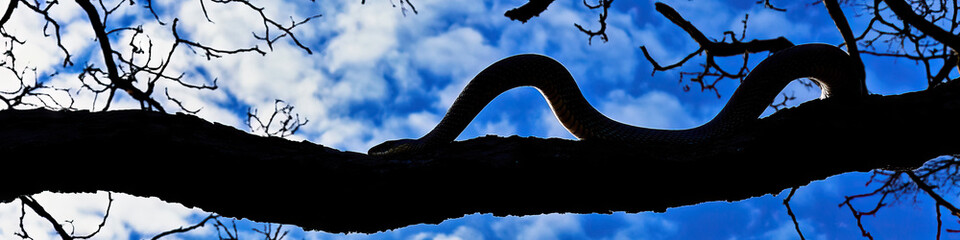 A snake silhouetted against a bright sky, coiling around a tree branch.