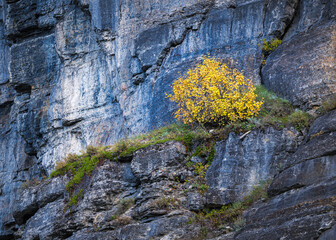 A tree on a cliff with yellow leaves. Glacier National Park, Montana.