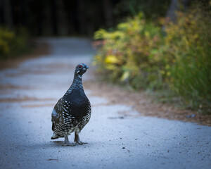 A colorful bird on the ground, A Spruce Grouse.