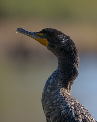 Portrait of a Cormorant.
