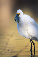 White Aquatic bird feeding on a fish. Snowy egret.